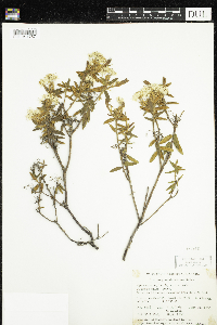 Rhododendron groenlandicum image