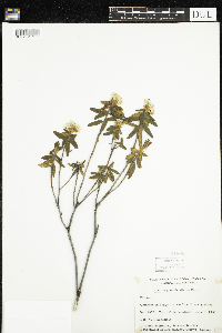 Rhododendron groenlandicum image