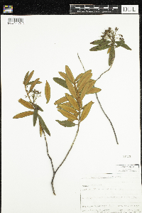 Rhododendron groenlandicum image