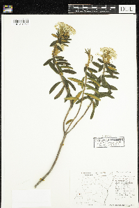 Rhododendron groenlandicum image