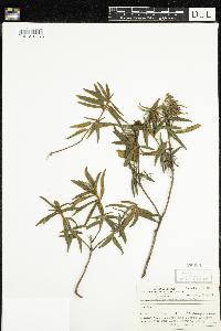Rhododendron groenlandicum image