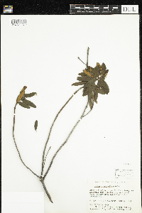 Rhododendron groenlandicum image