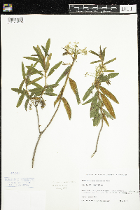 Rhododendron groenlandicum image