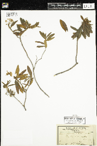 Rhododendron groenlandicum image