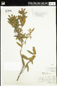 Rhododendron groenlandicum image