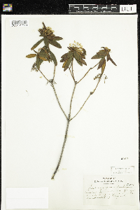 Rhododendron groenlandicum image
