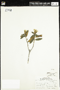 Rhododendron groenlandicum image