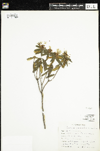Rhododendron groenlandicum image