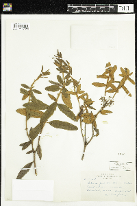 Rhododendron groenlandicum image
