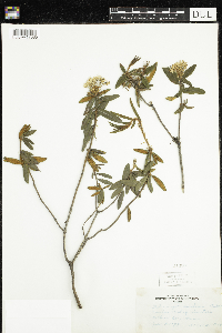 Rhododendron groenlandicum image