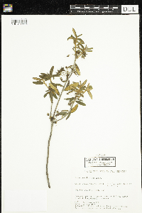 Rhododendron groenlandicum image