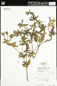 Rhododendron groenlandicum image