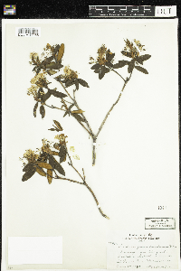 Rhododendron groenlandicum image