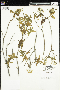 Rhododendron groenlandicum image