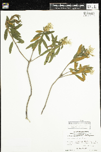 Rhododendron groenlandicum image