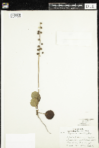 Image of Pyrola media