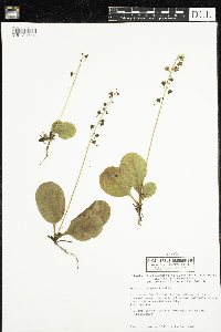Pyrola elliptica image