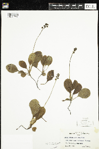 Pyrola elliptica image