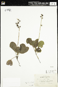 Pyrola elliptica image