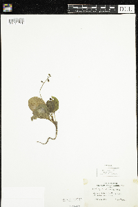 Pyrola elliptica image