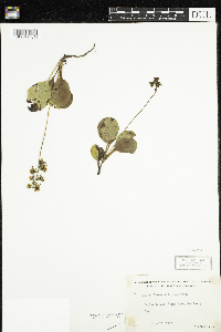 Pyrola elliptica image