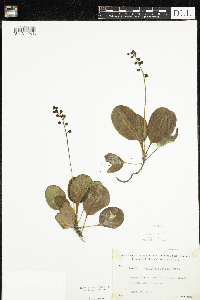 Pyrola elliptica image