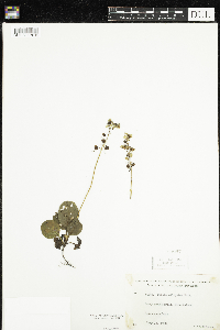 Pyrola elliptica image