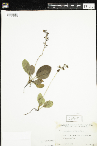 Pyrola elliptica image