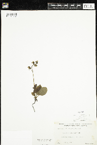 Pyrola elliptica image