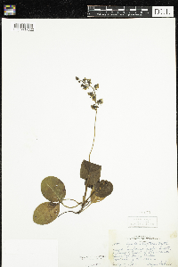 Pyrola elliptica image