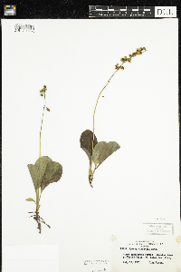 Pyrola elliptica image