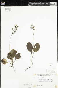 Pyrola elliptica image