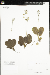 Pyrola elliptica image
