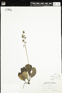 Pyrola elliptica image