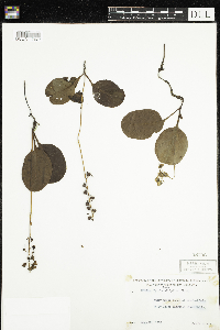 Pyrola elliptica image