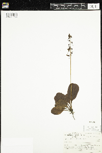 Pyrola elliptica image
