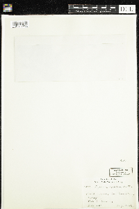 Pyrola elliptica image