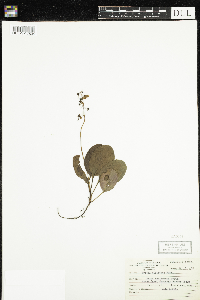 Pyrola elliptica image