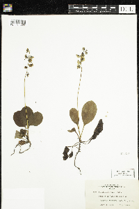 Pyrola elliptica image