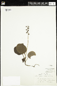 Pyrola elliptica image