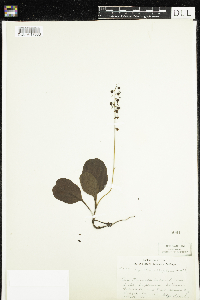 Pyrola elliptica image