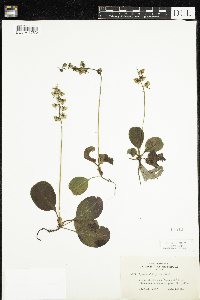 Pyrola elliptica image