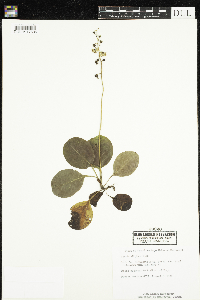 Pyrola elliptica image