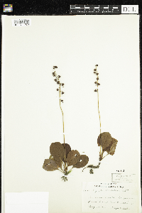 Pyrola elliptica image