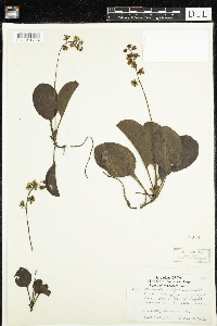 Pyrola elliptica image