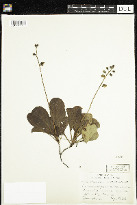 Pyrola elliptica image