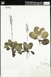 Pyrola elliptica image