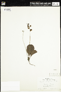 Pyrola elliptica image