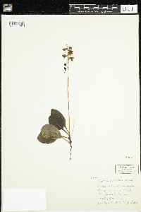 Pyrola elliptica image