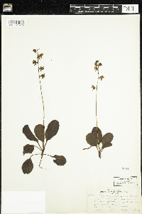 Pyrola elliptica image